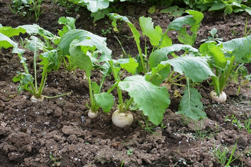 tamu1500/Shutterstock.com