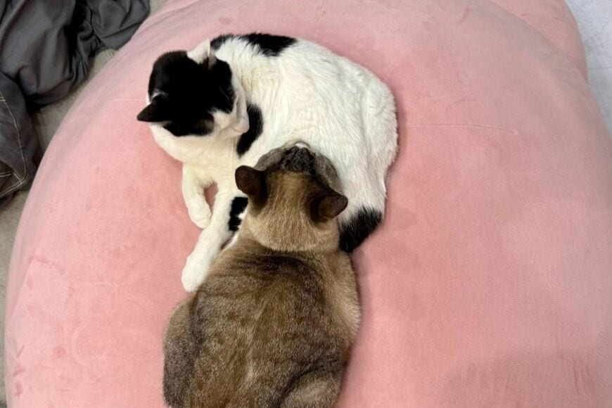 【猫吸いをする猫】ぴったりくっつく2匹をよく見ると…　「まさかの様子」にホッコリ