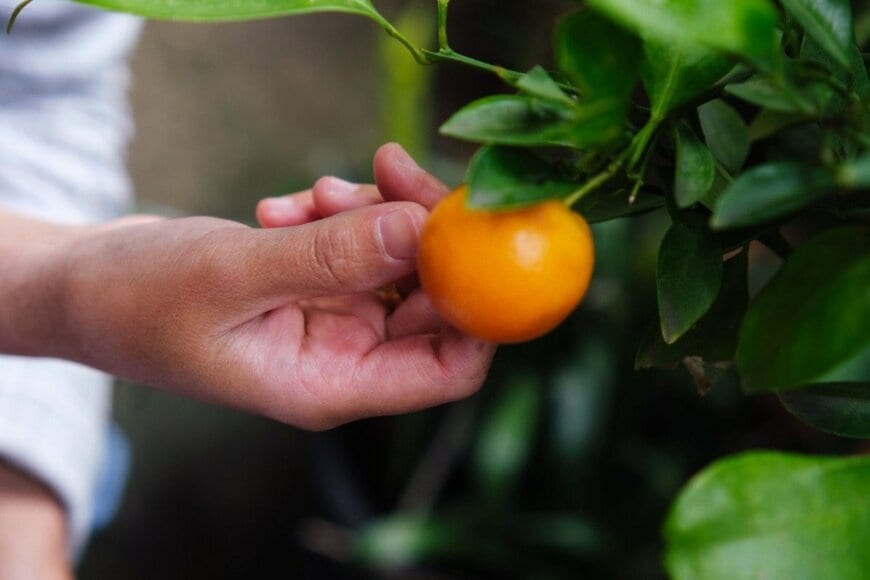【初めて見た】農家が衝撃を受けたみかん　思わず目を疑う状態に「ヤバすぎ」「かわいい」