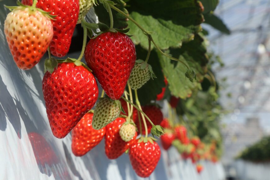 画像出所：秩父鉄道株式会社、秩父観光興業株式会社「甘くて大きい秩父産いちごをたっぷり堪能！ 「電車とバスの乗り継ぎ旅　秩父いちご狩りツアー」2/11より開催」（アットプレス）