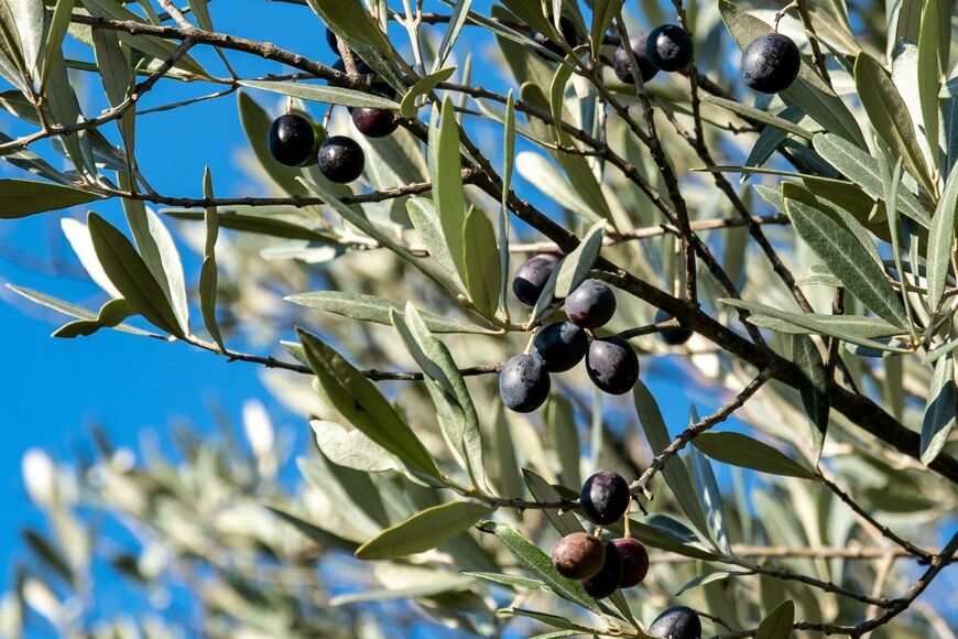 Steve Barze/shutterstock.com