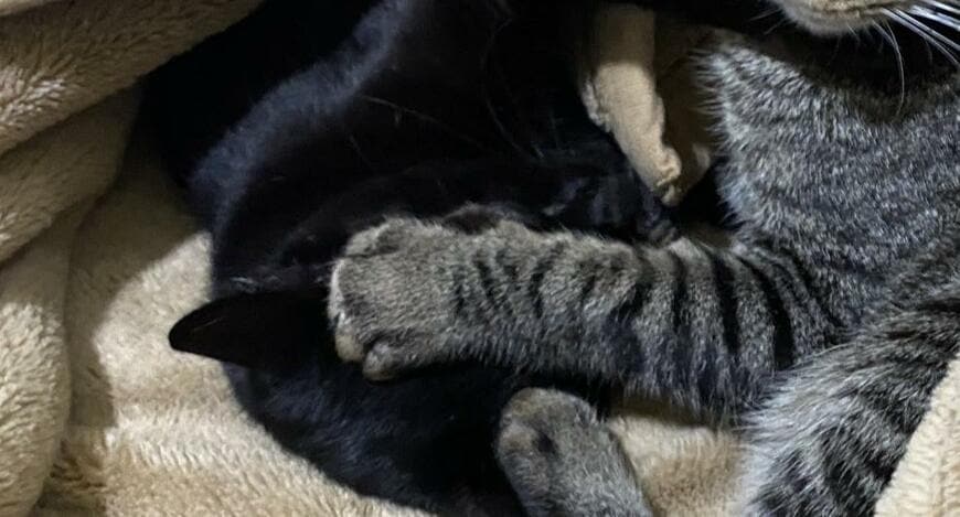 出所：@00shitemita