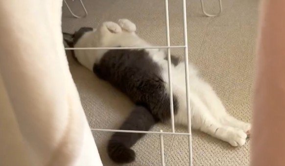 出所：@omochiomoching