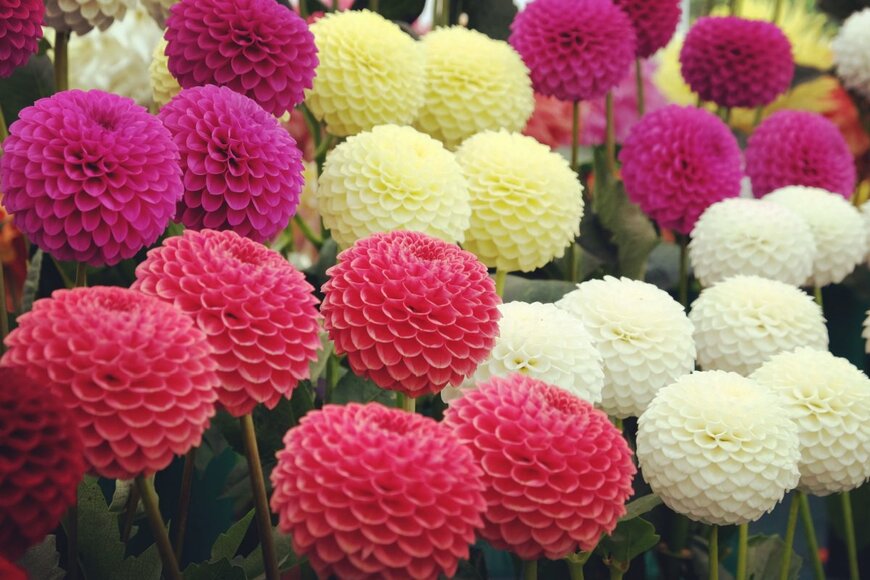 Alex Manders/shutterstock.com