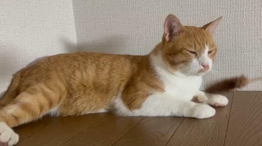 出所：@Neko2Obasan