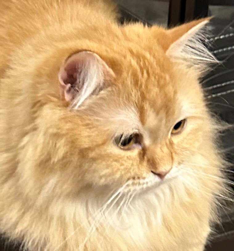 出所：@NEKOLAND13