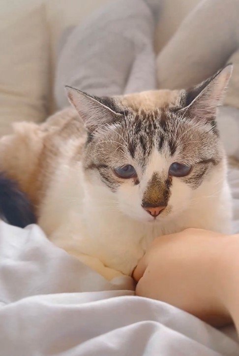 出所：@piennekomint