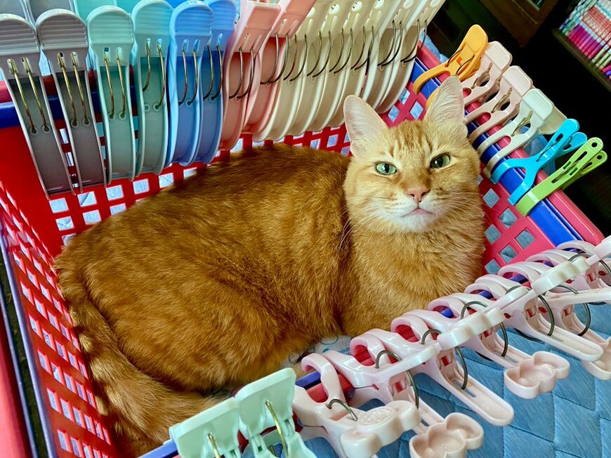 猫ちゃんがくつろぐ場所をよく見ると…→まさかの場所に「素敵な猫ハラ」「可愛いありがた迷惑」