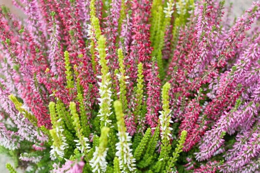 Ashribosa/istockphoto.com