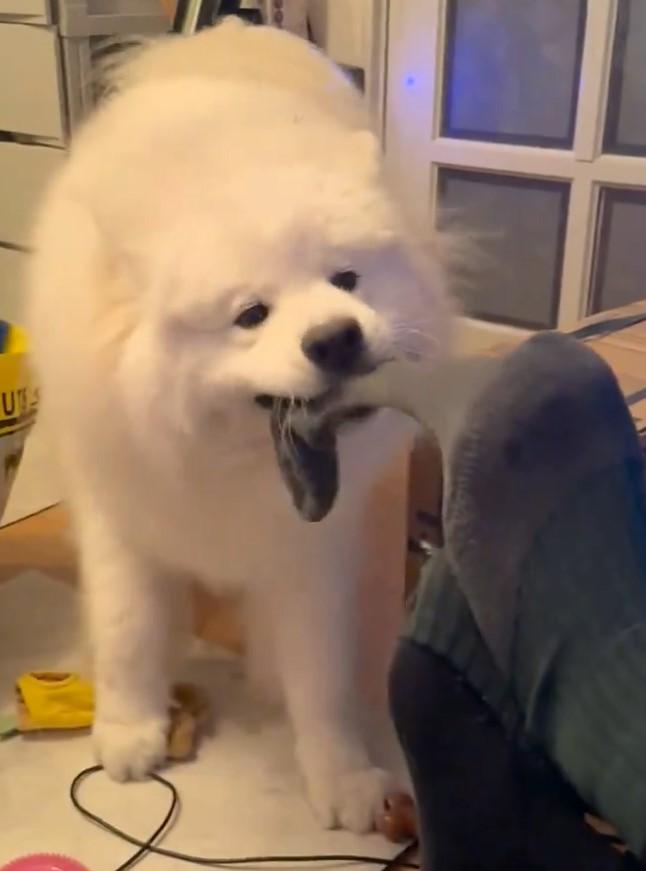 出所：@samoedsoran