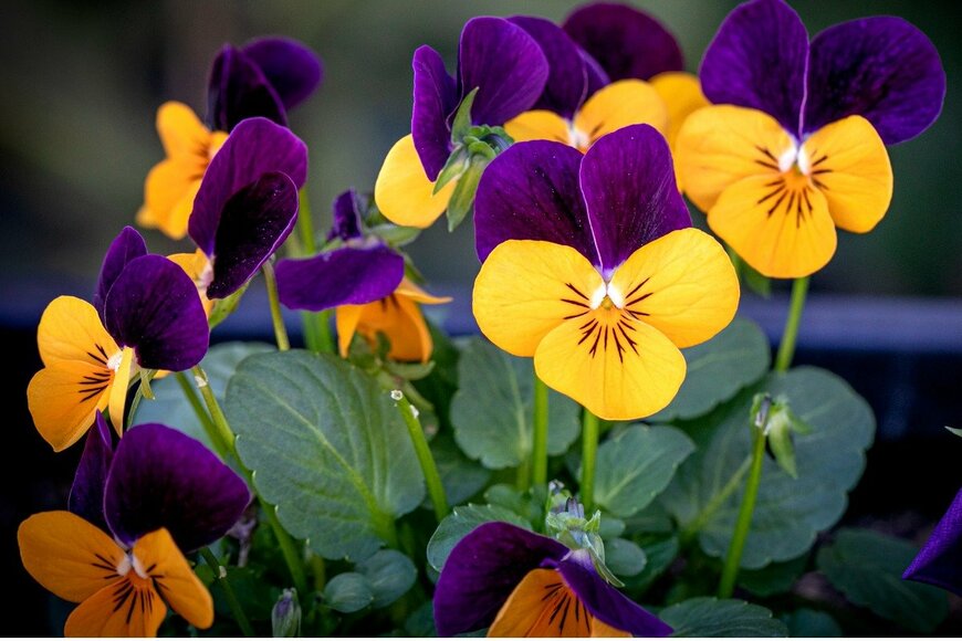 Rommel Sharma/istockphoto.com