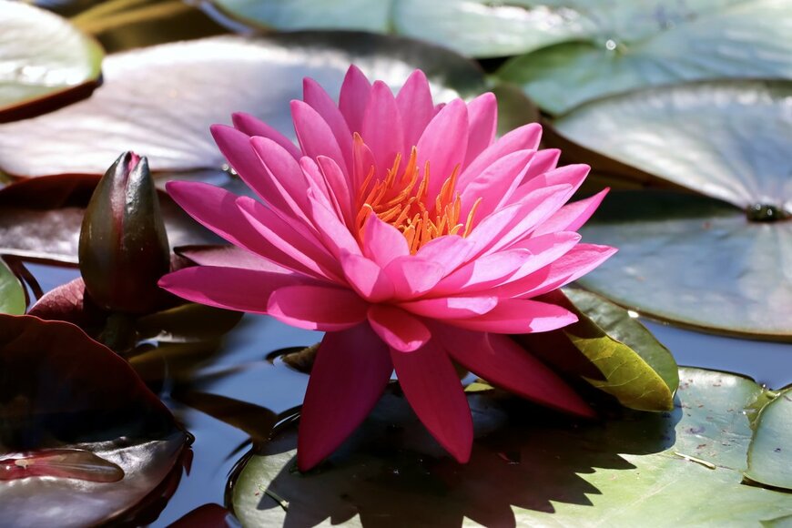 Dan Gabriel Atanasie/Shutterstock.com