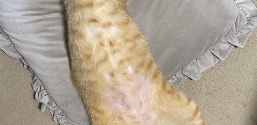 出所：@Beercat_Ana_Dar