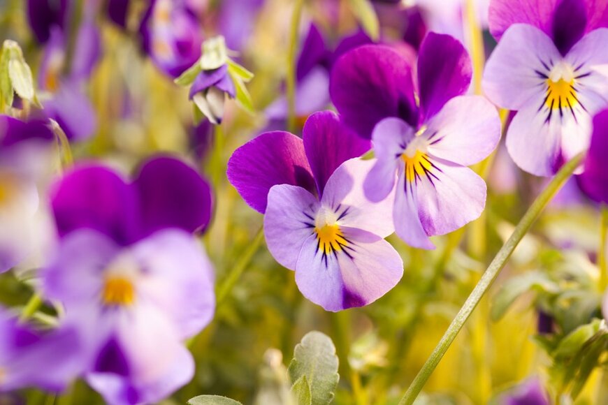 ビオラ　　Lukasz Radzieta/shutterstock.com