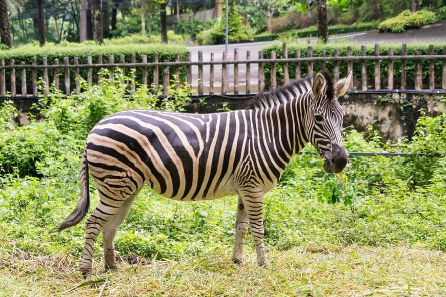 Bubbers BB/shutterstock.com