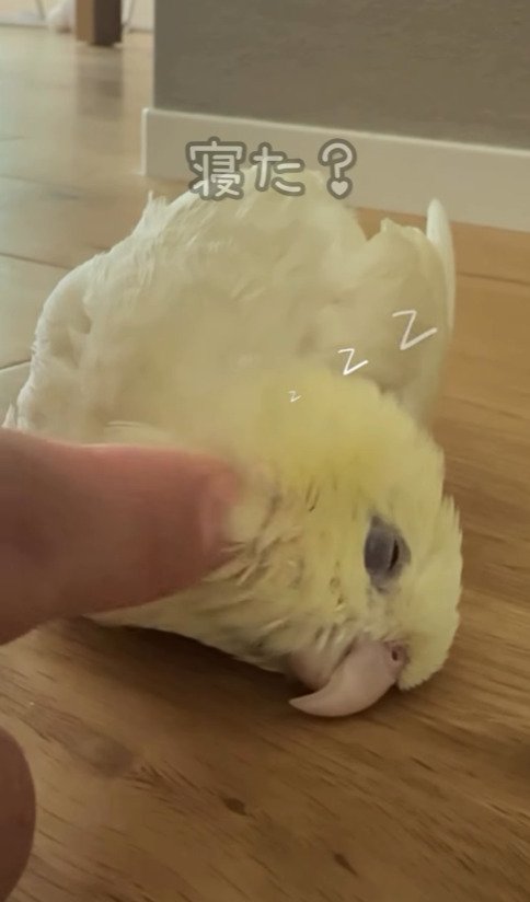 出所：@daiinkoteikoku_soraoto