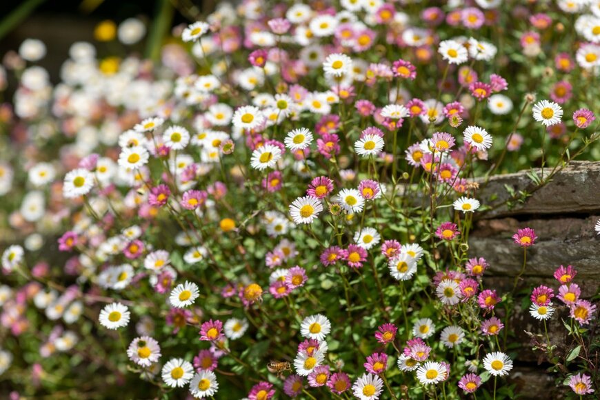 Tom Meaker/shutterstock