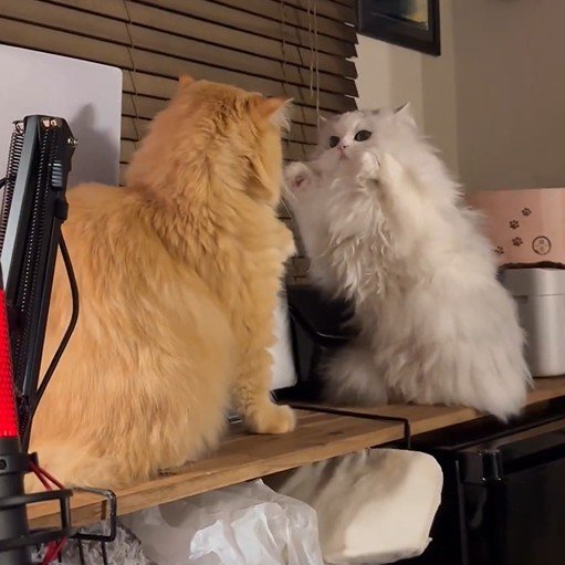 出所：@NEKOLAND13