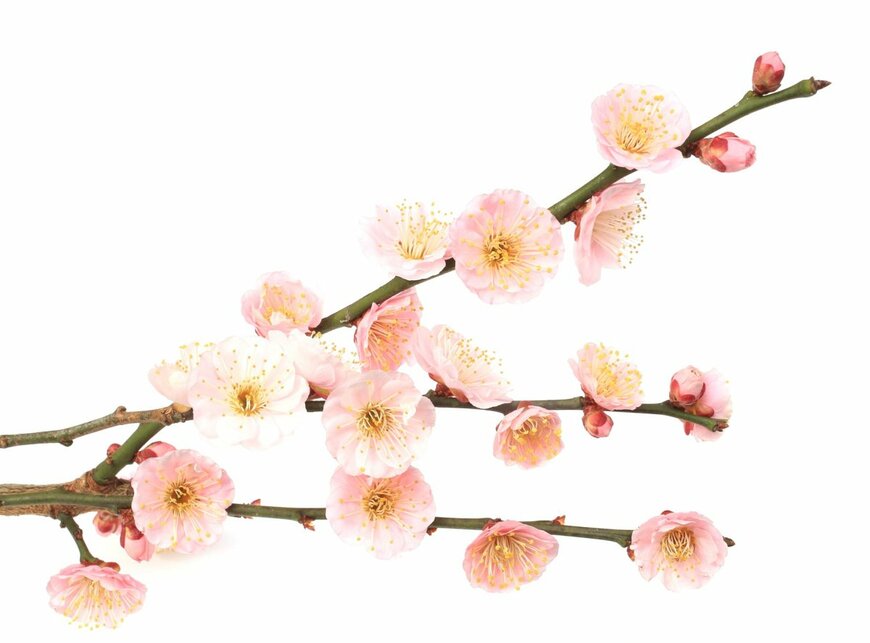                                                              honobono/shutterstock.com