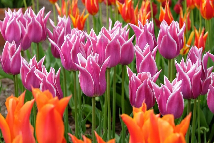 Alex Manders/shutterstock.com