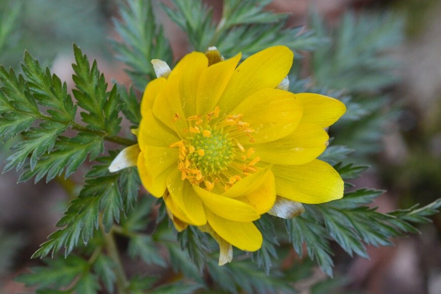 kororokerokero/istockphoto.com