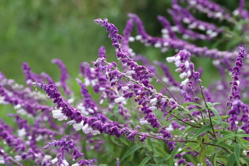 今が植えどき！植えっぱなしで毎年秋に花が咲く「秋植え秋咲き多年草」6選　日陰に強い植物も