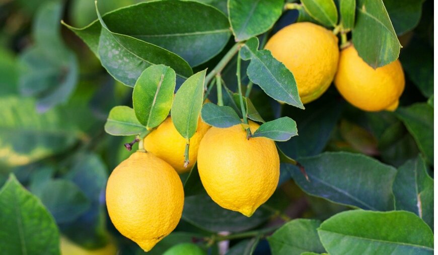 【果樹を楽しむガーデニング】レモンの木が爽やかでお洒落！上手な育て方＆注意したいポイント