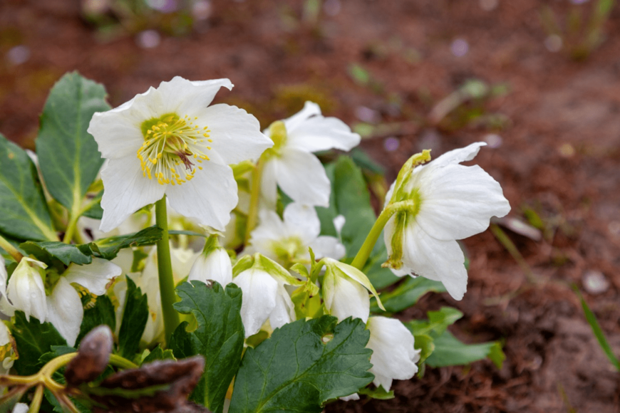 【冬のガーデニング】大人っぽくてオシャレ！ホワイトの花が咲く植物・最強6選