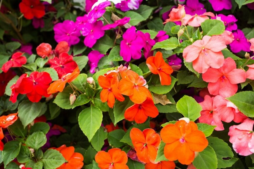 インパチェンスの花。色は赤やオレンジやピンク