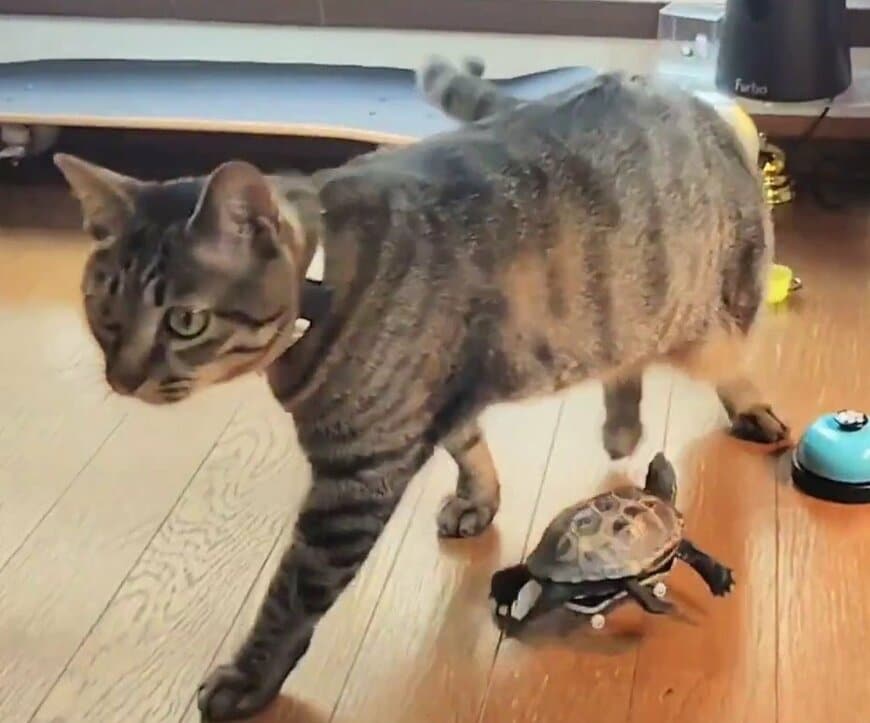 猫の小雪ちゃんと亀の軍曹くんんは普段から仲良し