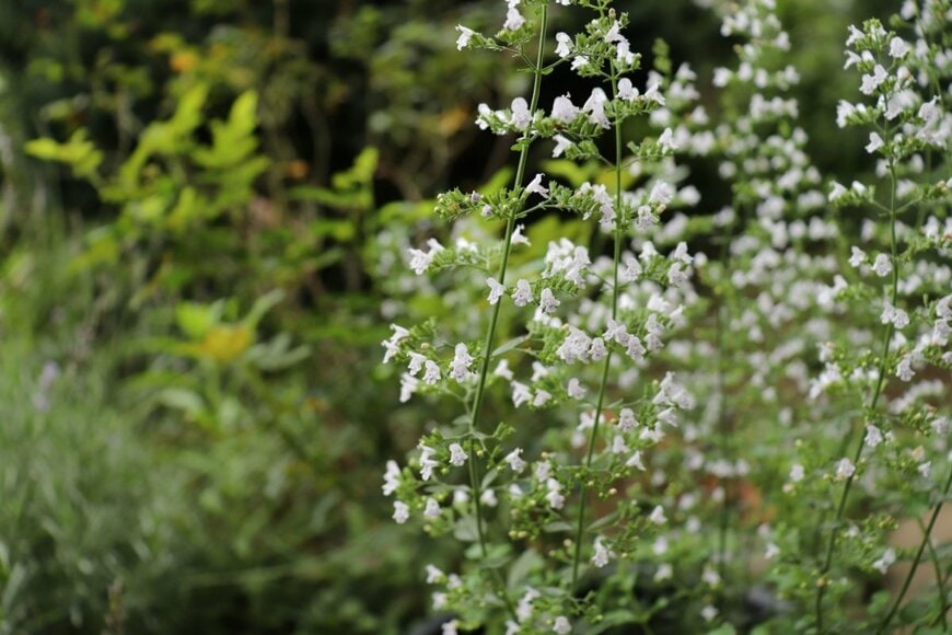 カスミソウのような花姿が涼やかなカラミンサ・ネペタ