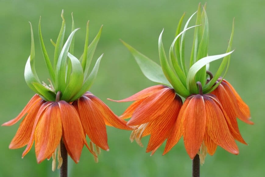 オレンジ色の傘型の花を咲かせているフリラリチア