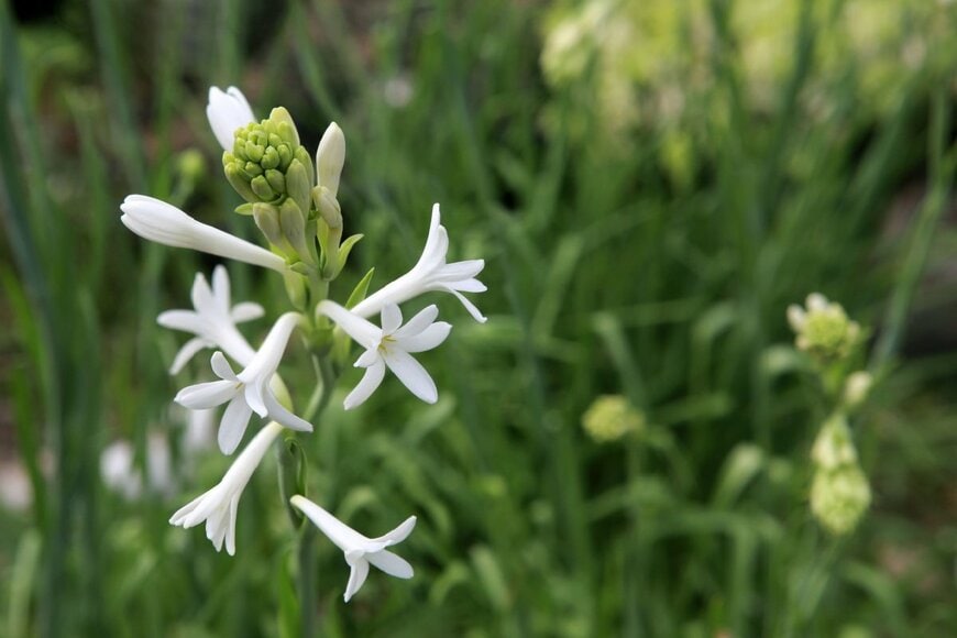 白いチューベローズの花のアップ画像