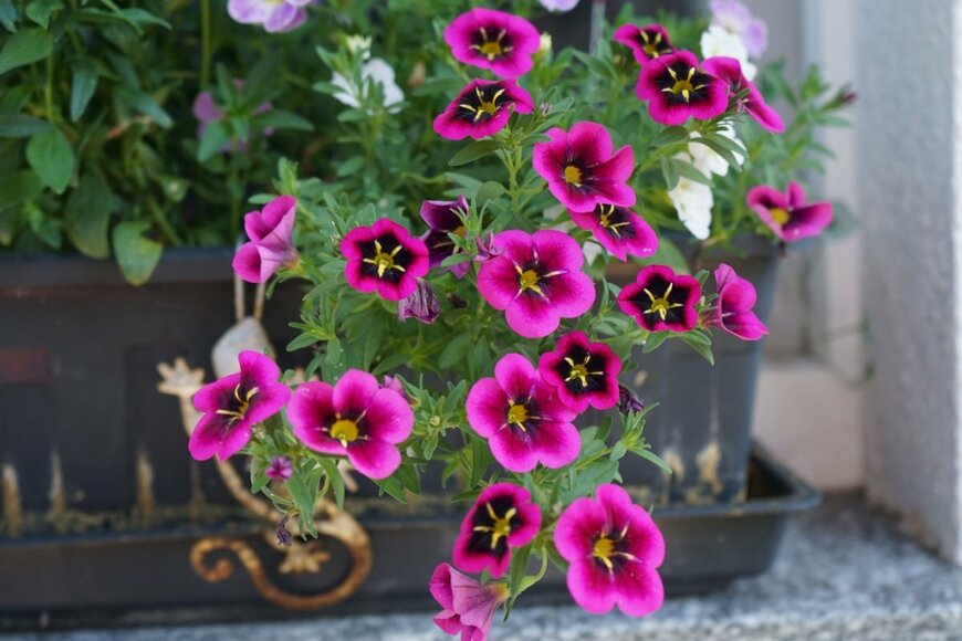 カリブラコアの花がこぼれるように咲いている。花の色はピンク。中央部の色は濃い。