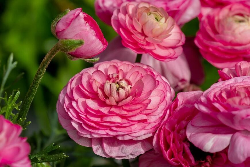 ピンクの花を咲かせている、ラナンキュラス