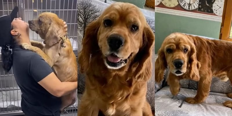保護後に元気を取り戻した犬の姿
