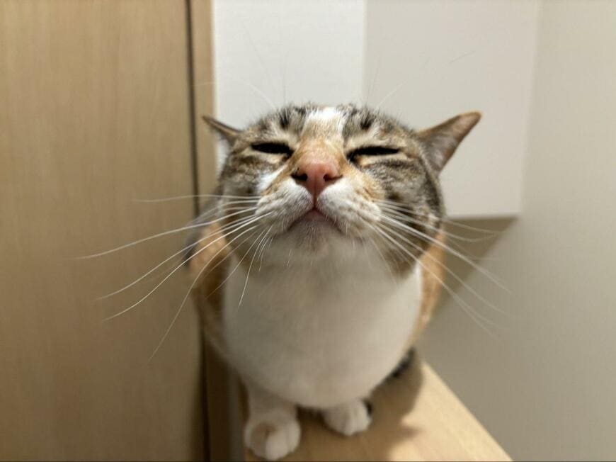 チューをしたい猫