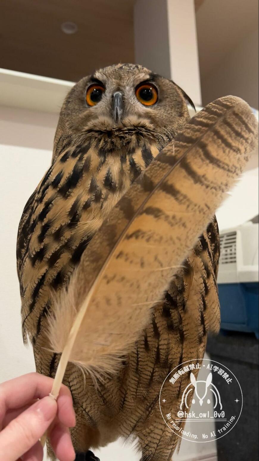 フクロウの大きい羽根