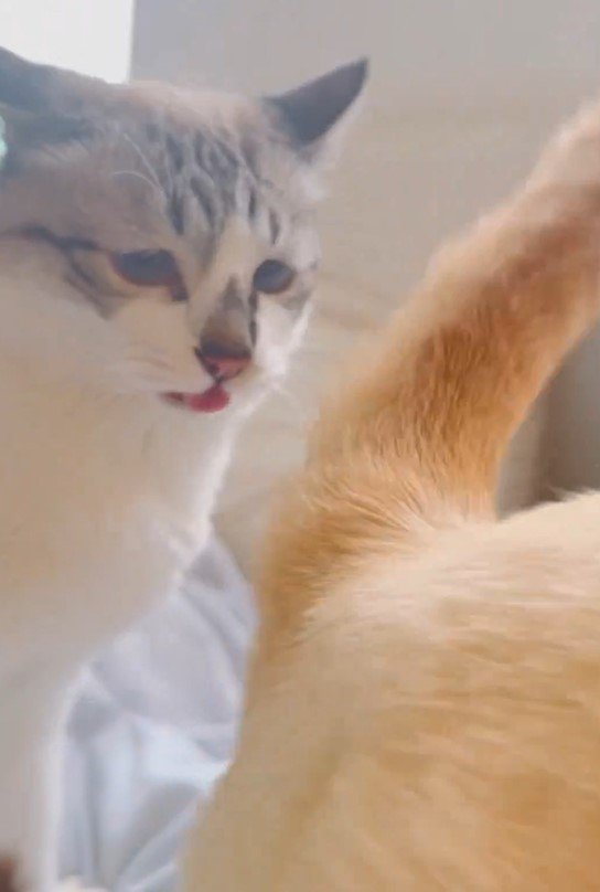 お尻を嗅ぐ猫