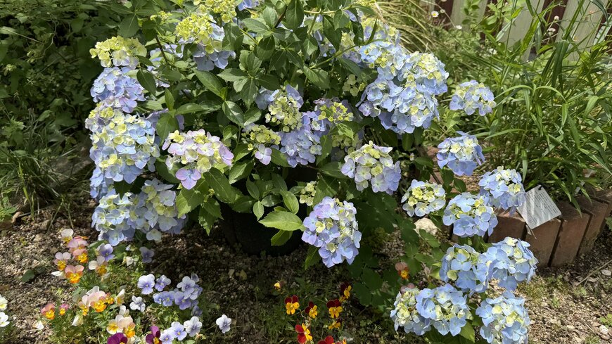 淡い紫の花を咲かせているラグランジア