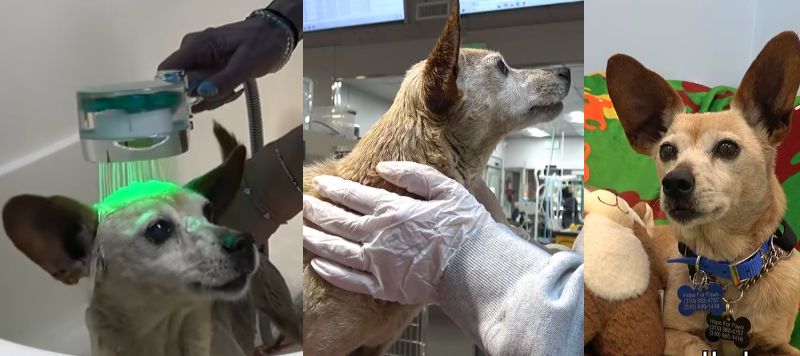 出所：<u><a href="https://www.youtube.com/watch?v=1-n0BLEcBMM" target="_blank">@hopeforpaws</a></u>