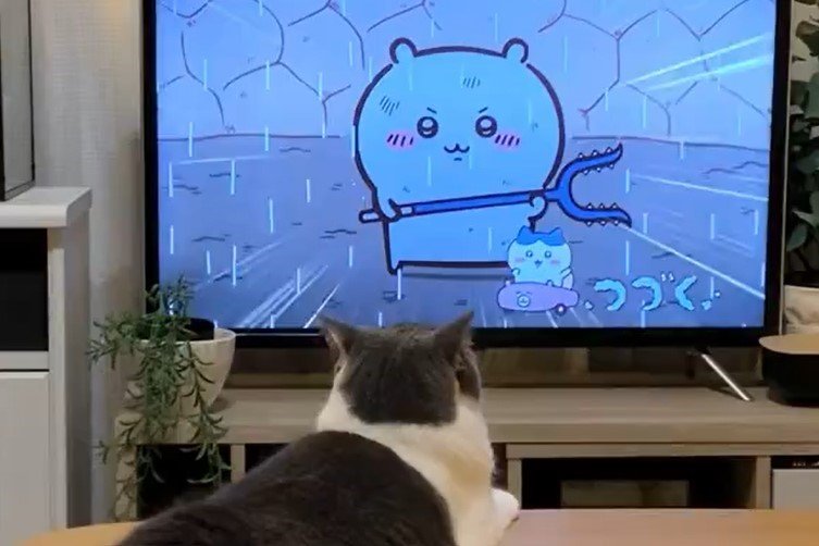 テレビを凝視する猫