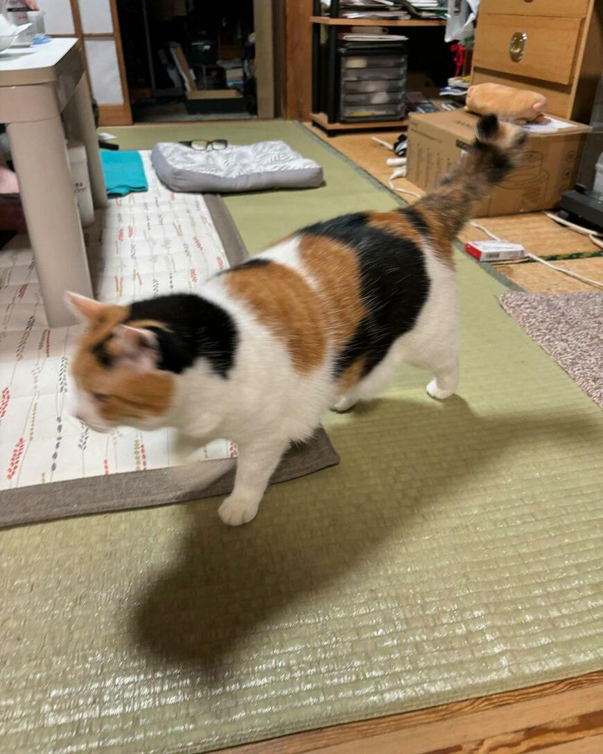 歩く猫
