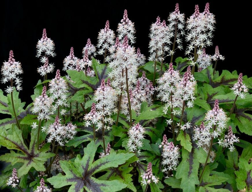 ふわふわした花穂が幻想的な「ティアレラ」