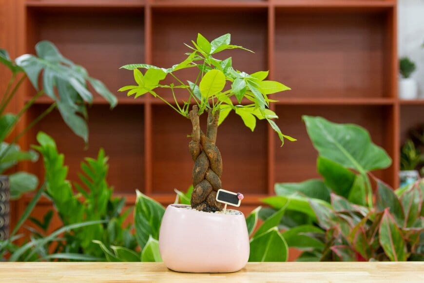 観葉植物のパキラが白い鉢に植わっている。