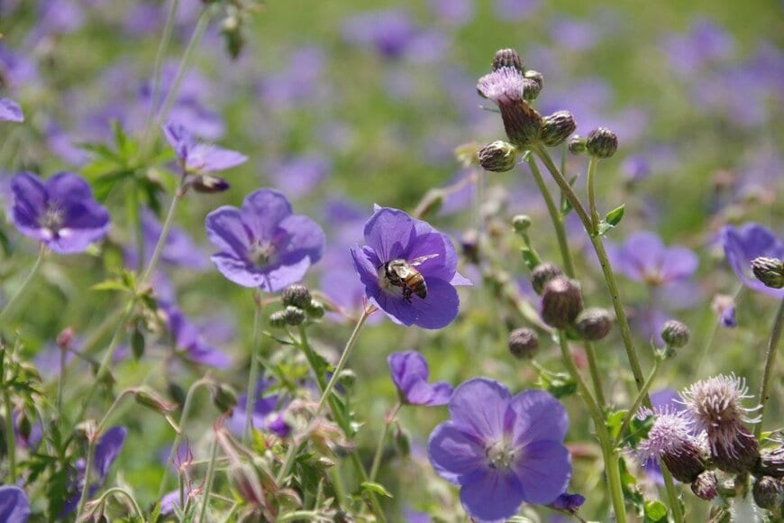 ゲラニウムの花が咲いている。色は紫がかった青。