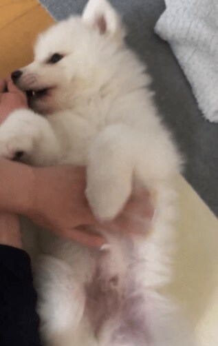 全力で飼い主に甘えるサモエドの子犬