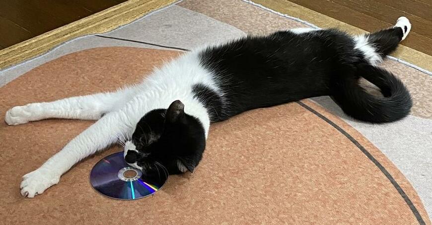 CDに手を伸ばす猫