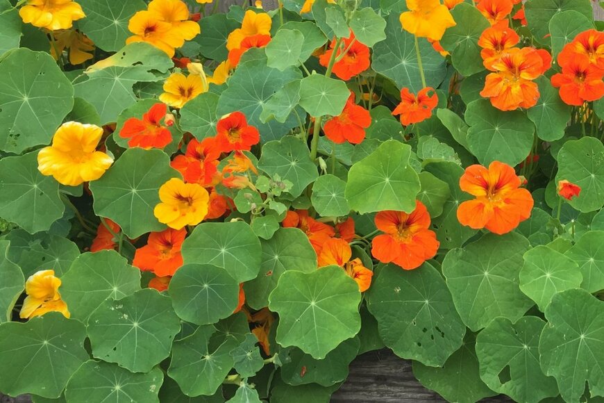 黄色とオレンジのナスタチウムの花が咲いている