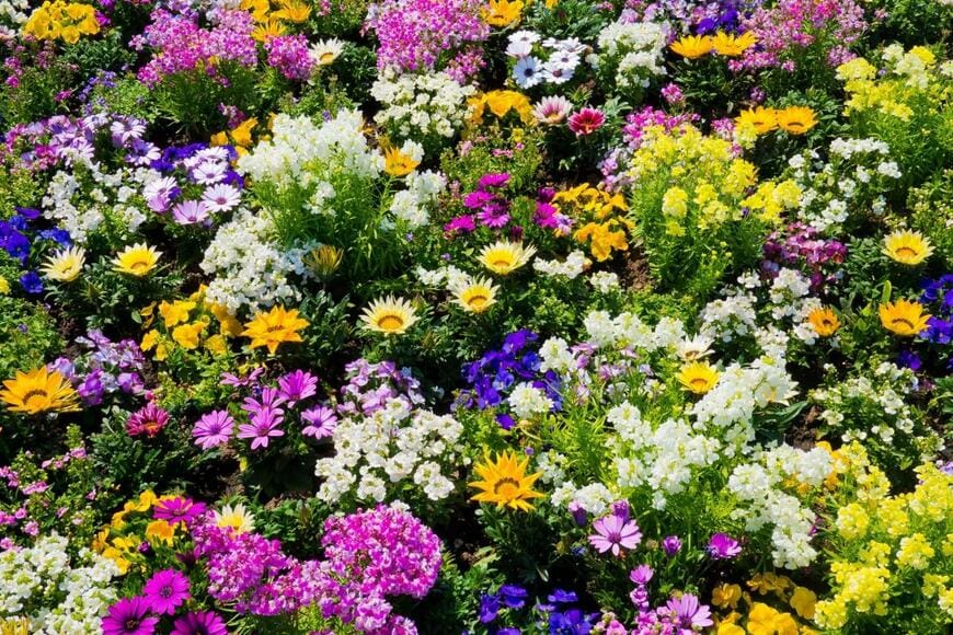 カラフルな花畑